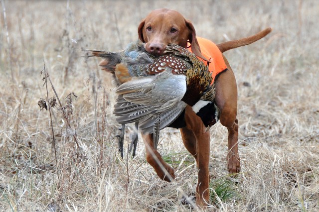 dog pheasant